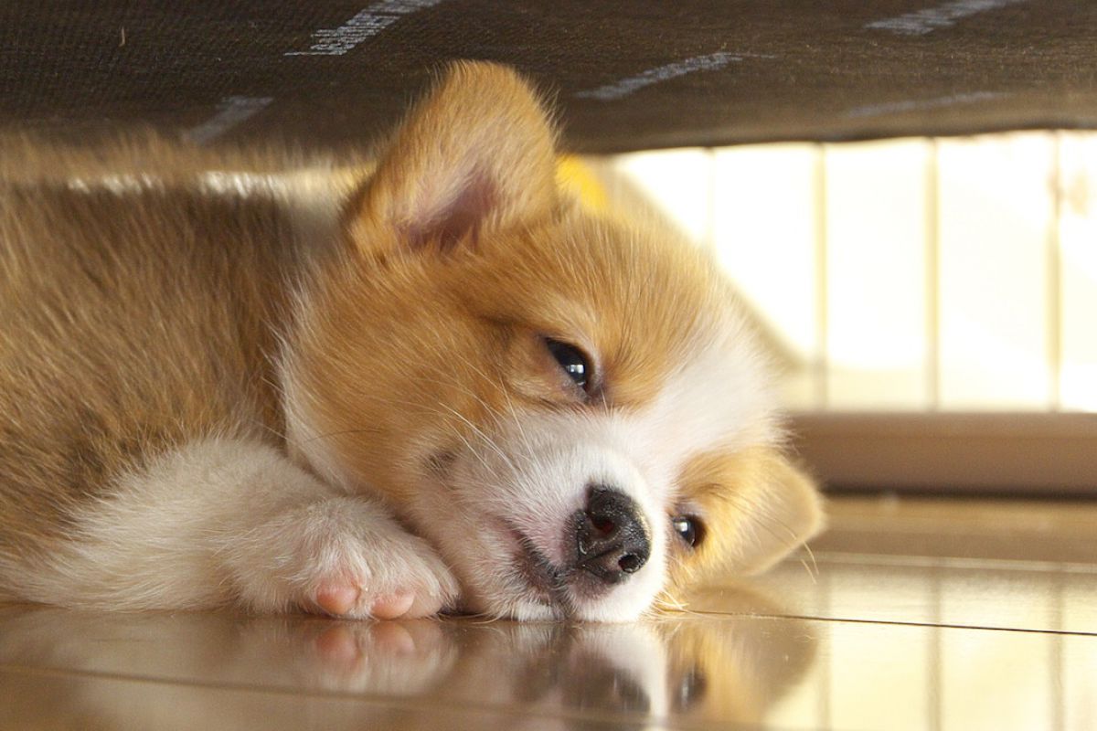 幼獣 まったり 動物 犬 Ganref