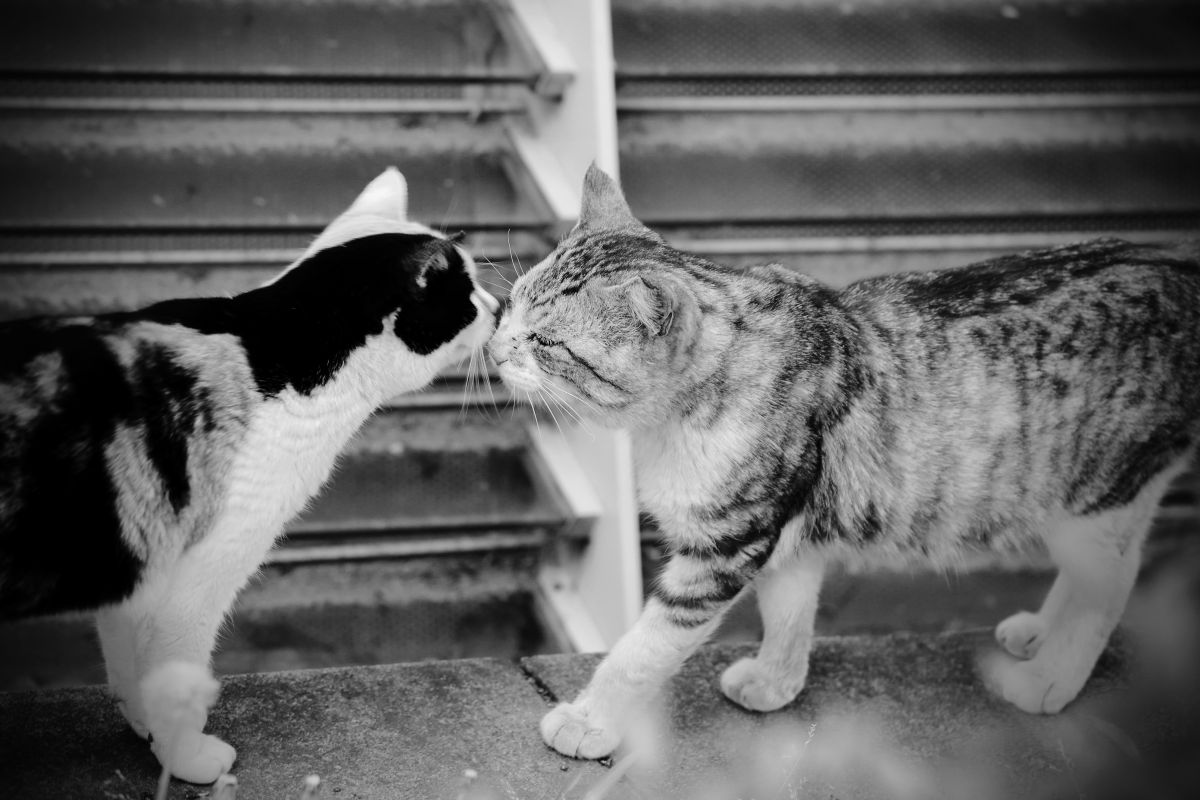 キス 動物 猫 Ganref