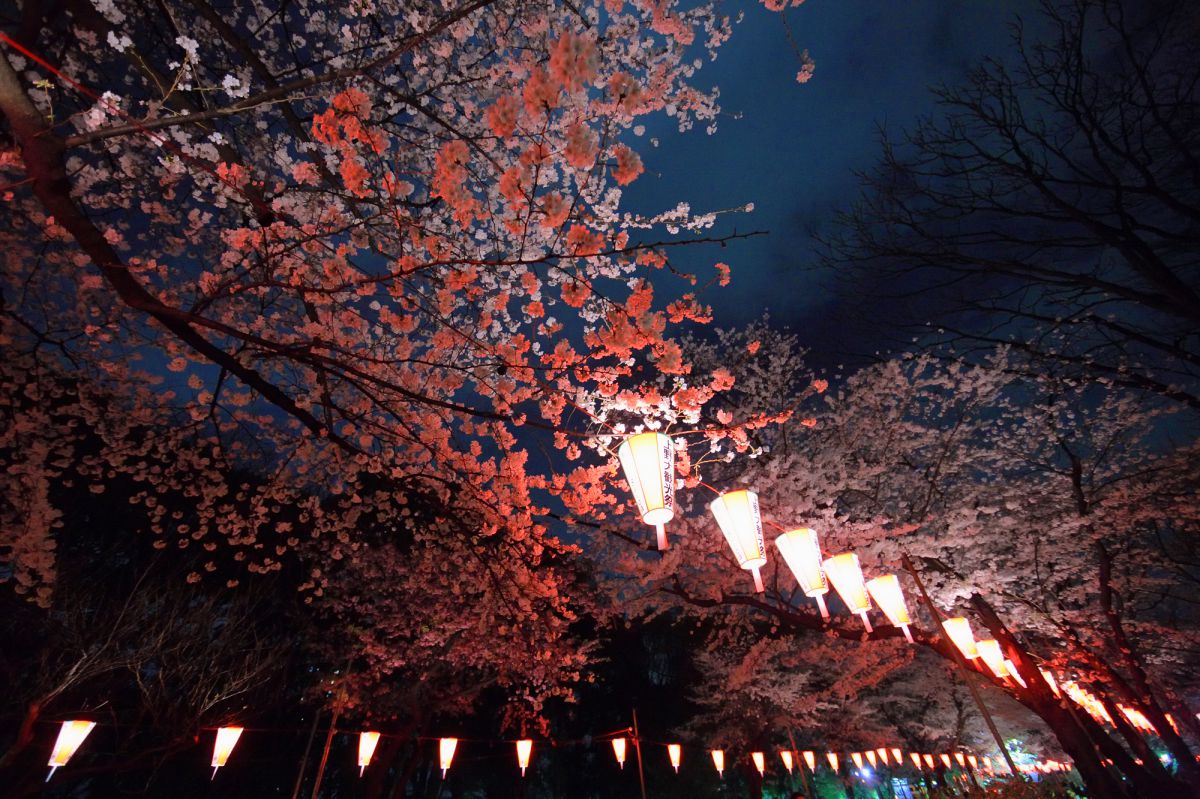 提灯と夜桜その2 植物 桜 Ganref 提灯と夜桜その2 植物 桜 Ganref