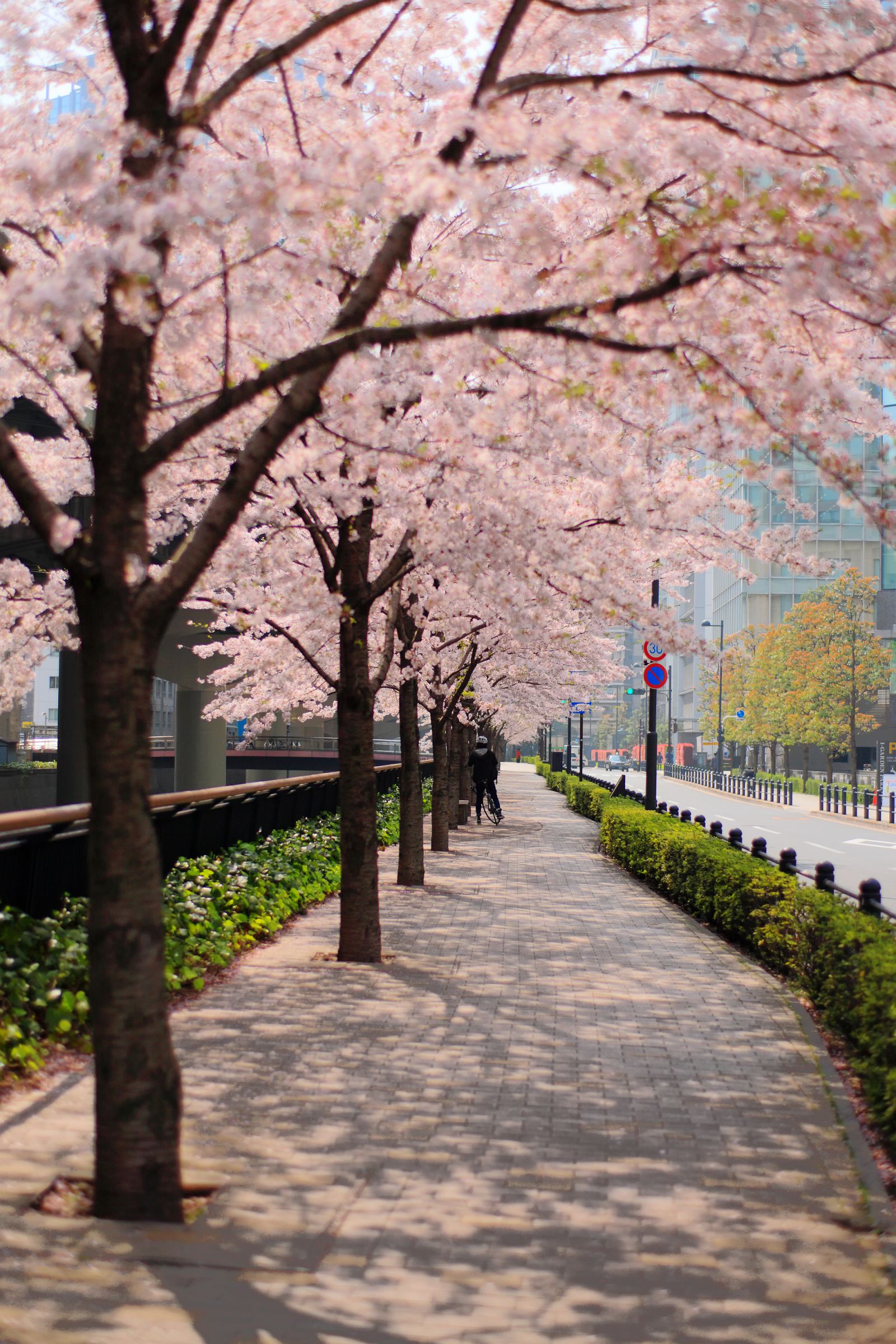 日本橋川沿いの桜・遊歩道 | GANREF