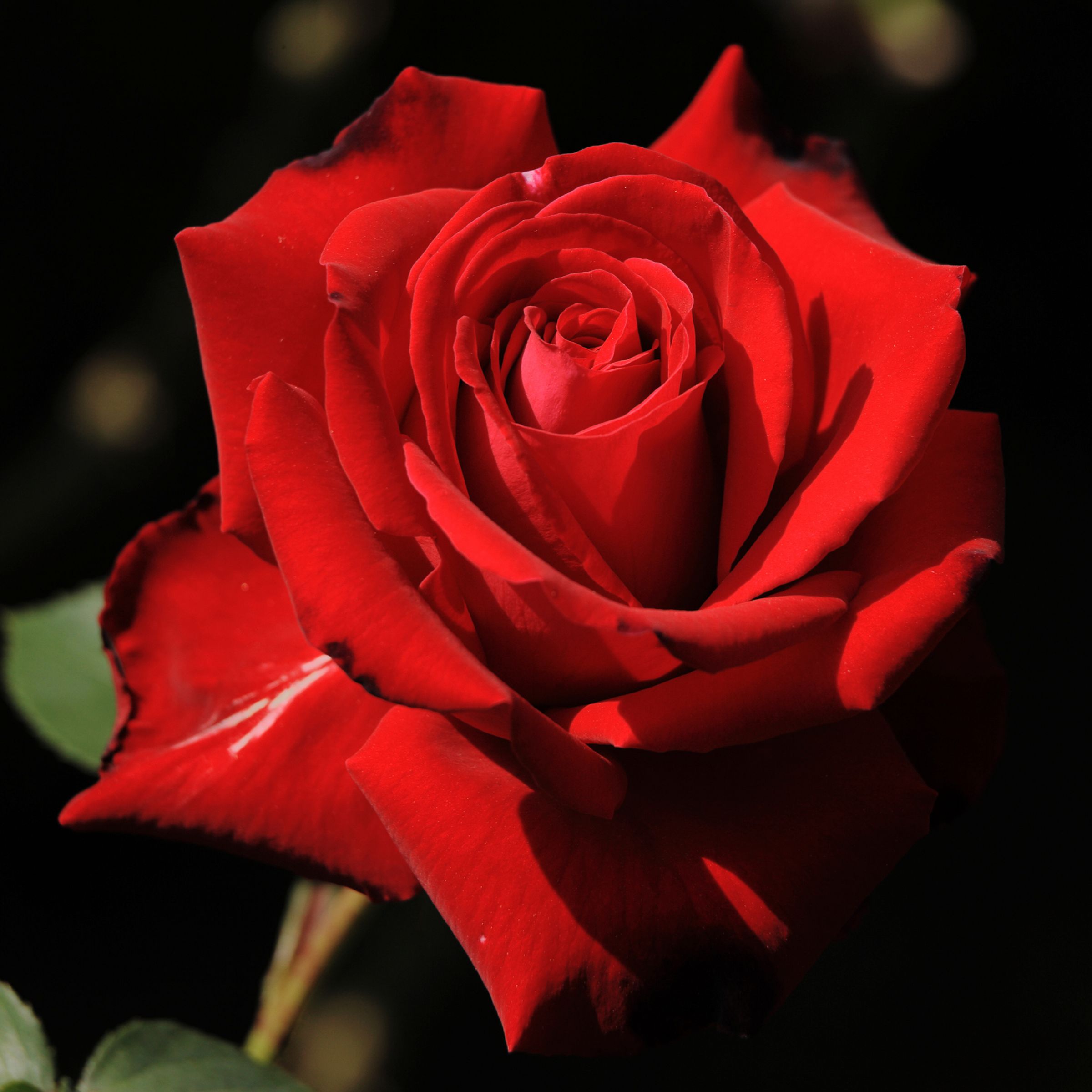 真紅の薔薇 | GANREF