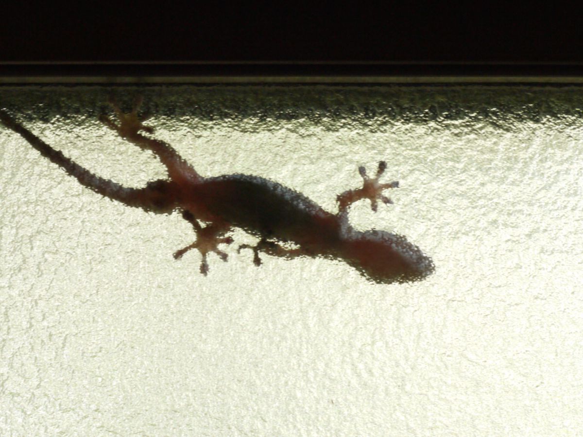 家守 ヤモリ 動物 爬虫類 両生類 Ganref