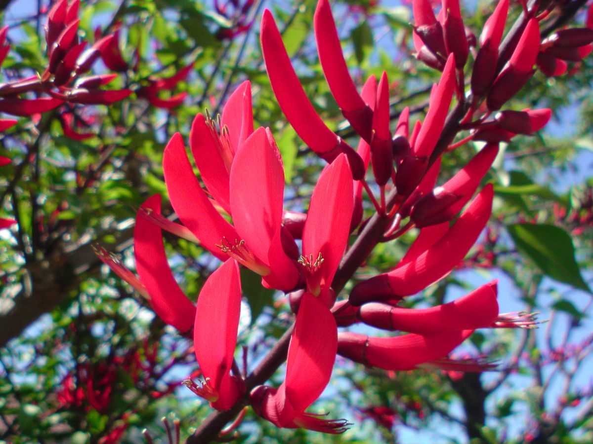 初夏の赤色 植物 花 花びら Ganref