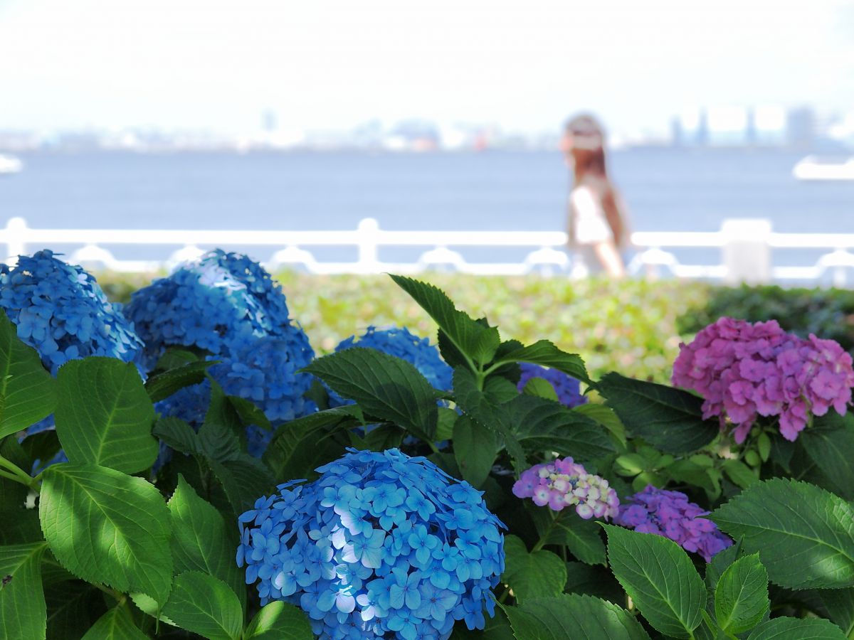 ZUIKO DIGITAL 14-54mm F2.8-3.5 IIで撮影された写真 | 写真検索 | GANREF