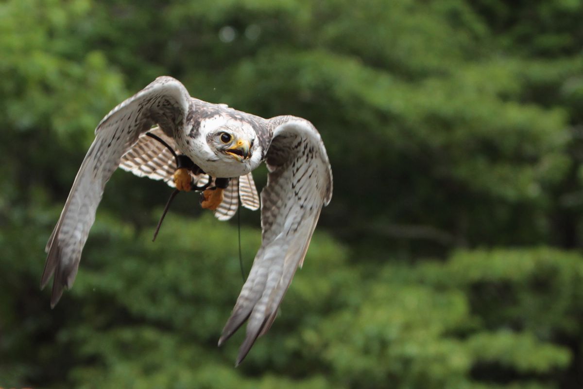 富士花鳥園 | GANREF