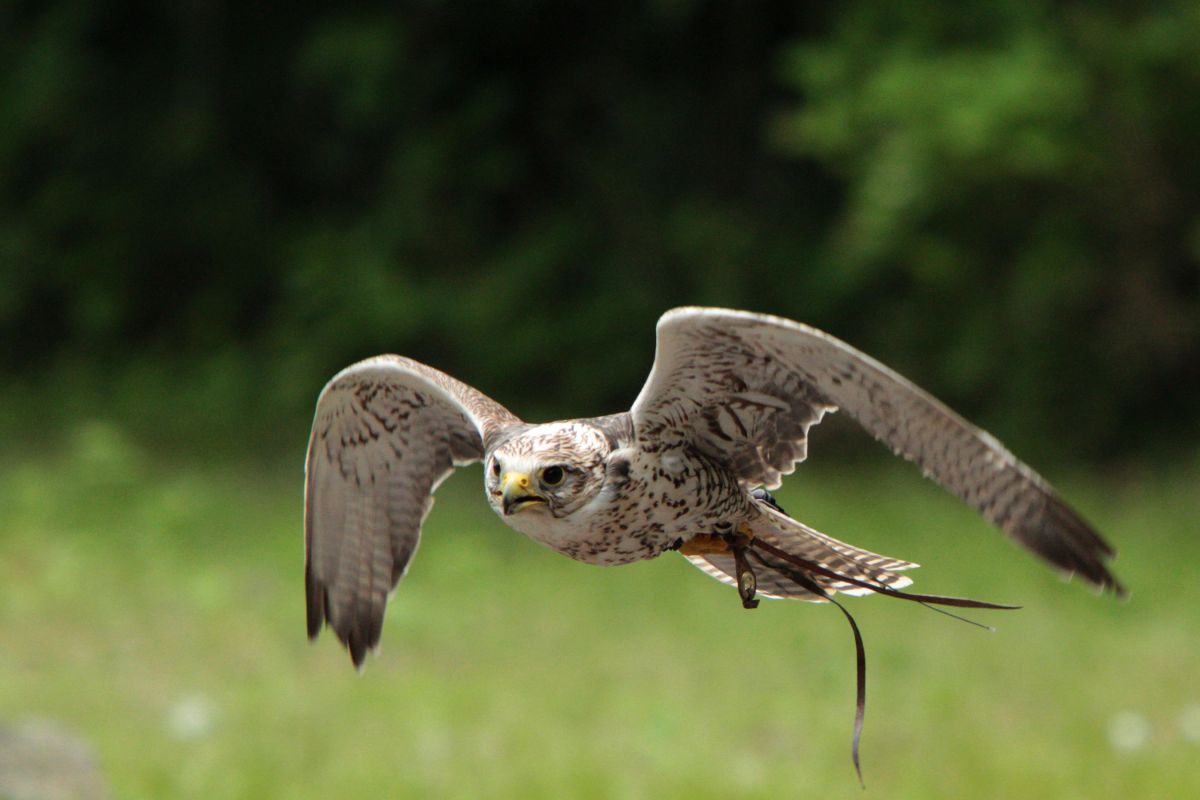 低空飛行 動物 鳥類 Ganref