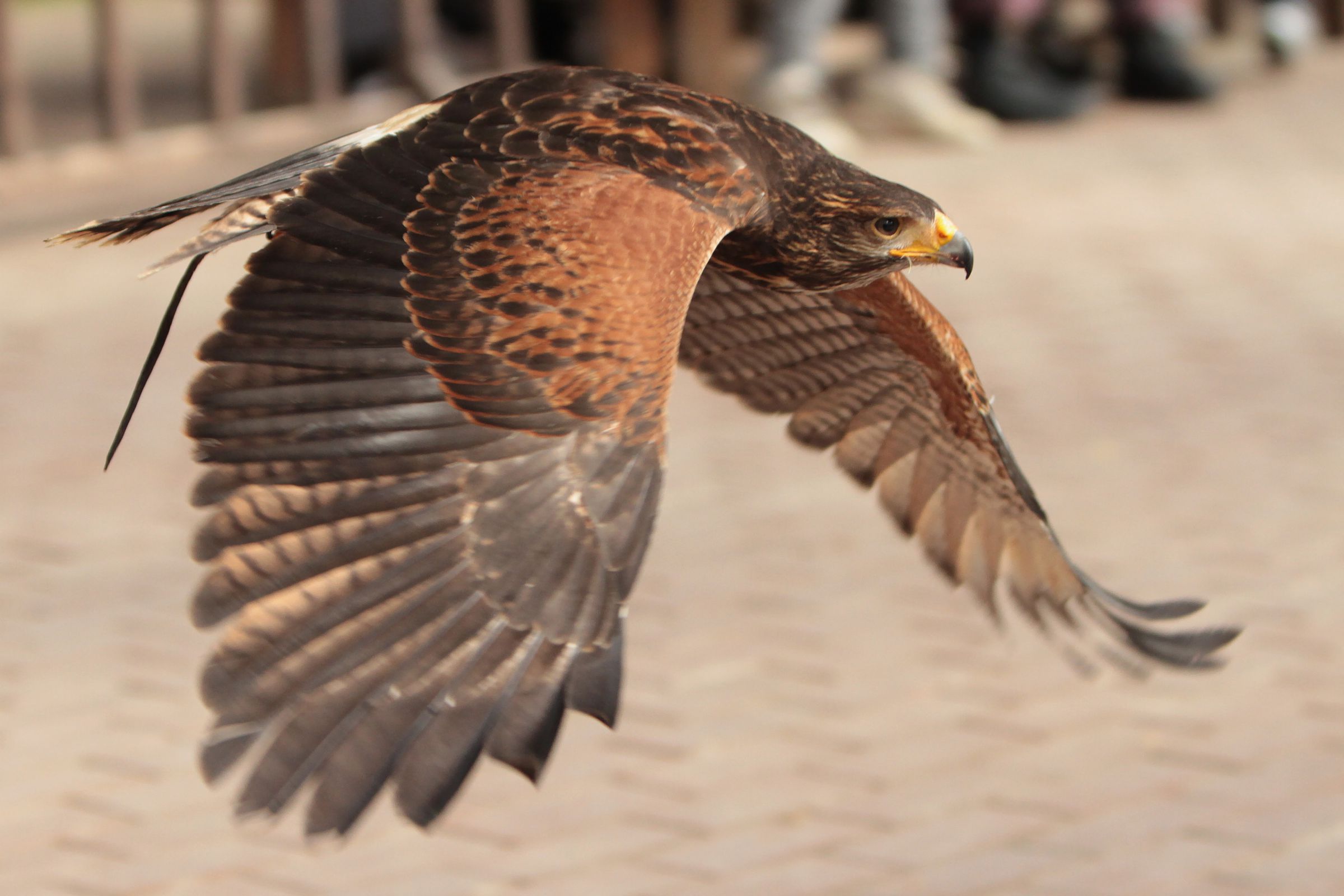 眼前を翔ける疾風（ハヤテ） | GANREF