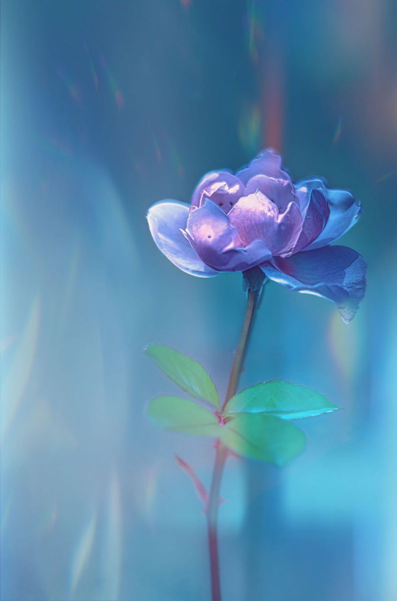 Stage REM ~ May Light ~ | GANREF