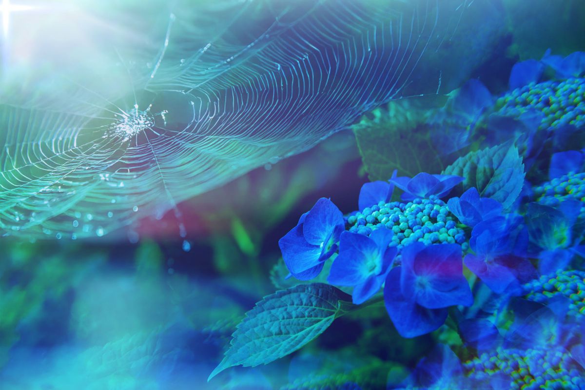 Blue World after the rain | GANREF