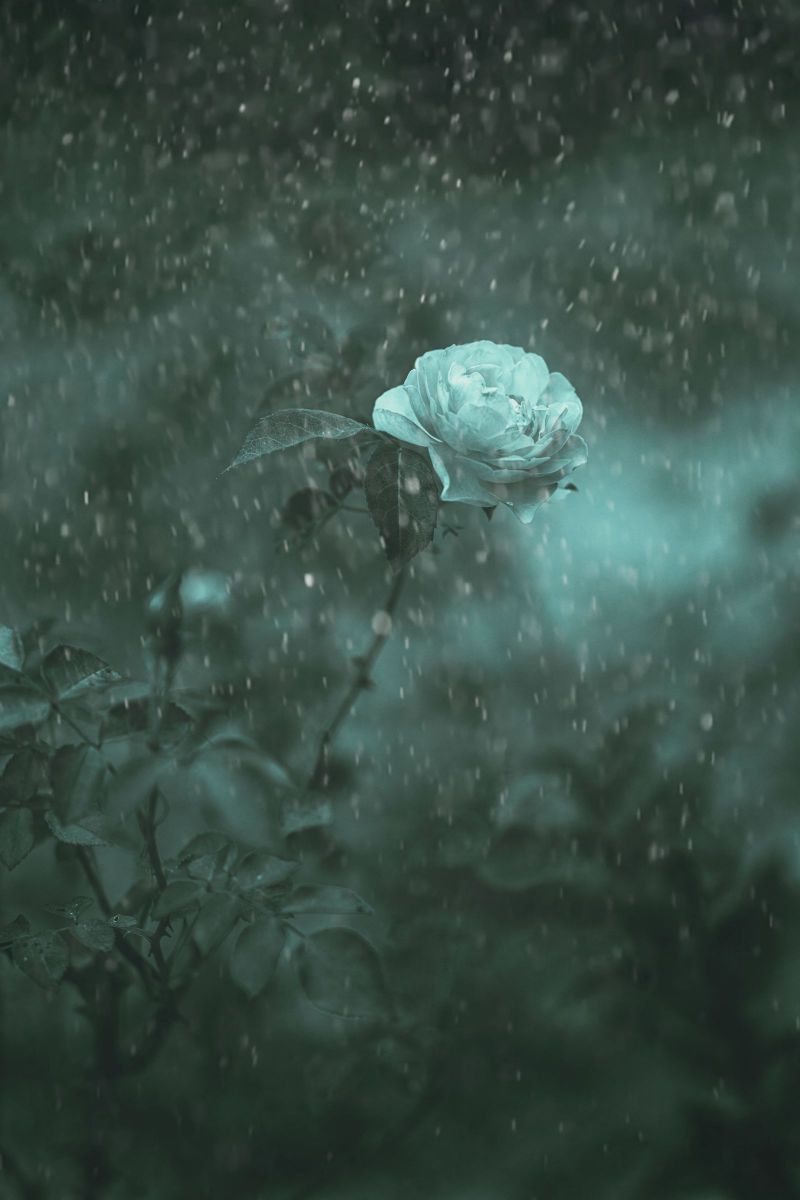 夏時雨 | GANREF