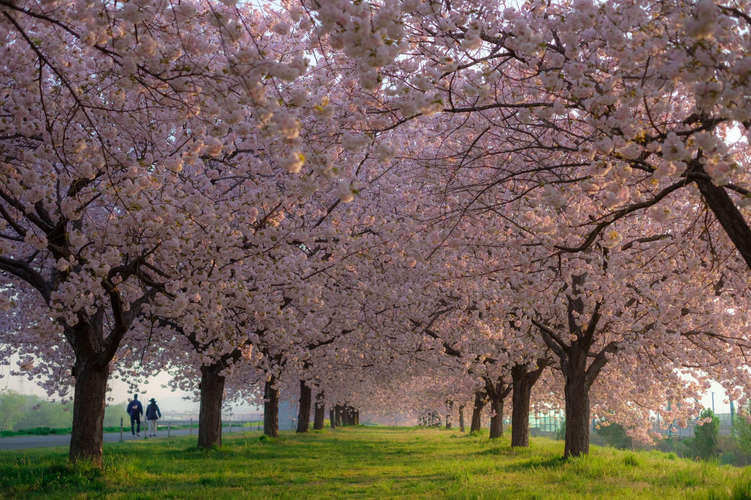 さわやかな春の朝に | GANREF
