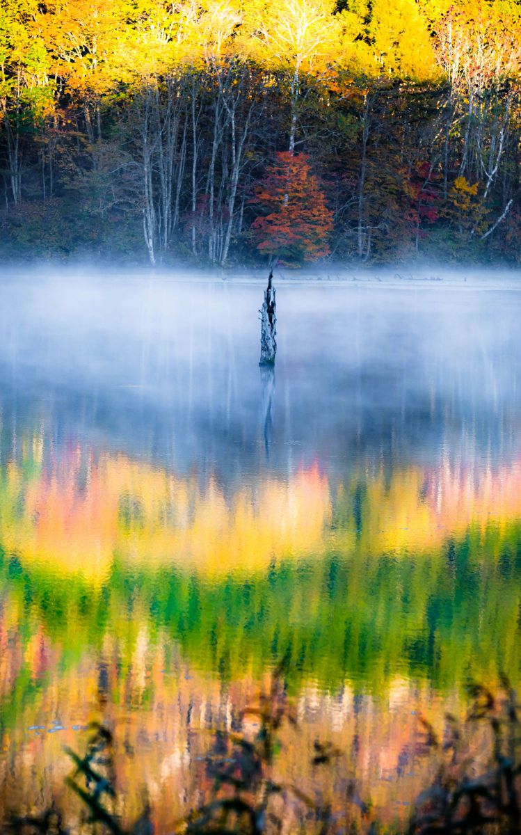 一本の朽木 GANREF