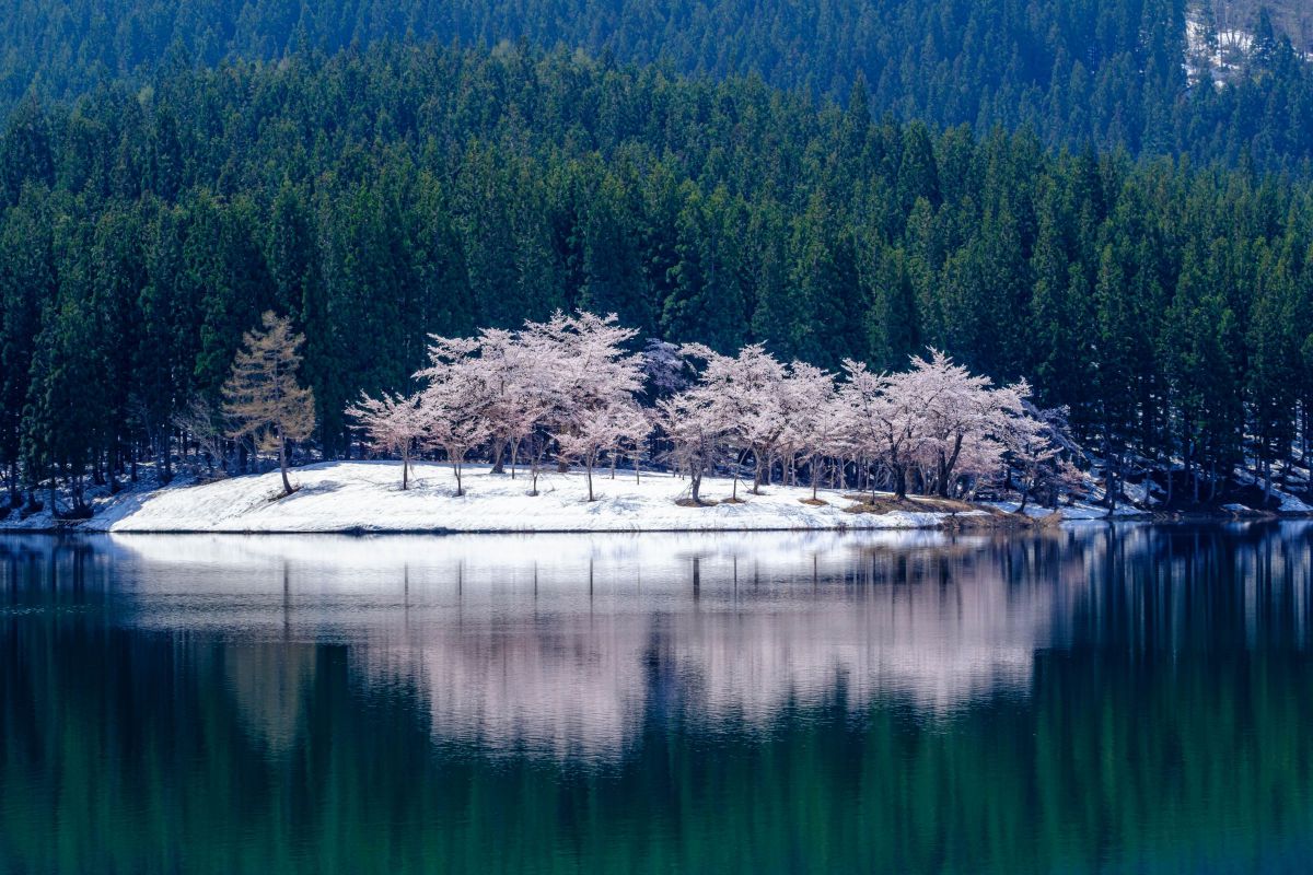 雪桜 | GANREF