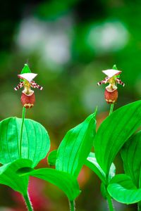 3C4 釜無アツモリソウ 釜無アツモリソウ-アツモリソウ・野生ラン・高山植物販売専門店