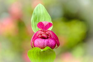 希少　厚岸町産　ホテイアツモリソウ　3芽 厚岸産ホテイアツモリソウ花3芽葉3芽株 - 岩崎園芸ネットストア