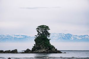 釜無ホテイアツモリソウ | GANREF