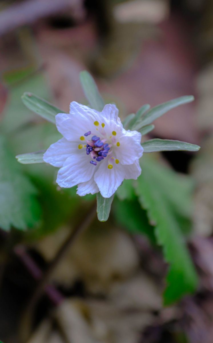 珍品 八重のセツブンソウ | GANREF