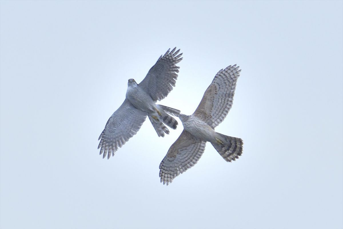 オオタカを襲うチョウセンオオタカ 動物 鳥類 Ganref