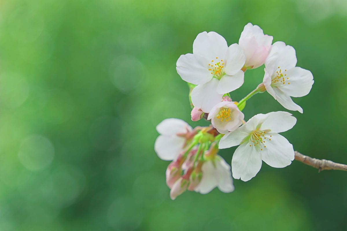 XF18-120mmF4 LM PZ WRで撮影された写真 | 写真検索 | GANREF