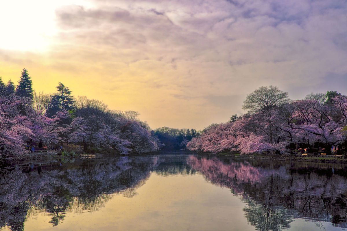 Blooming at dawn | GANREF