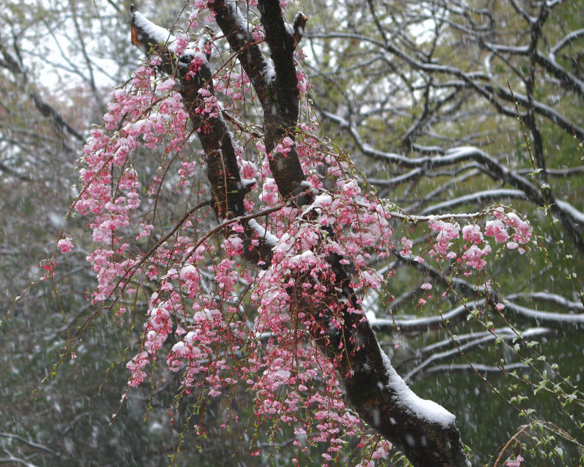 勿忘雪 植物 花 花びら Ganref