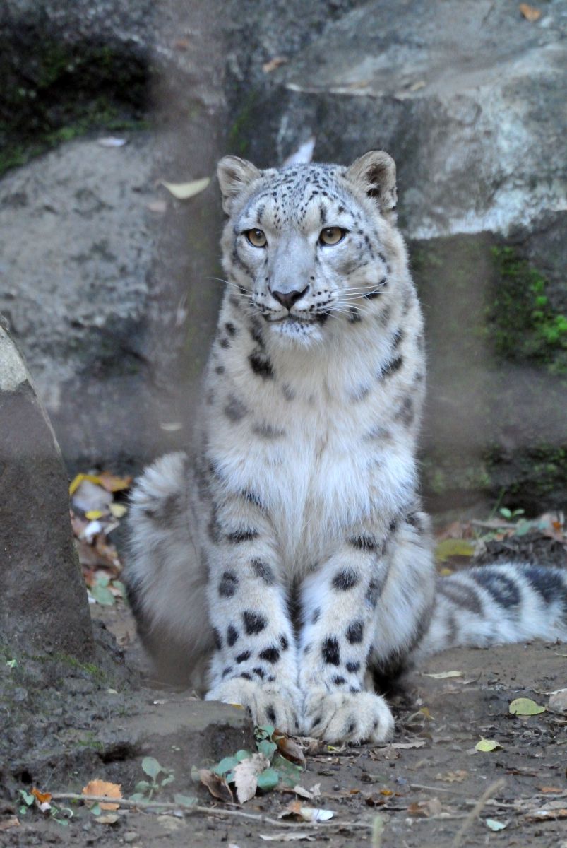 三つ指ついて 動物 その他の陸の生物 Ganref