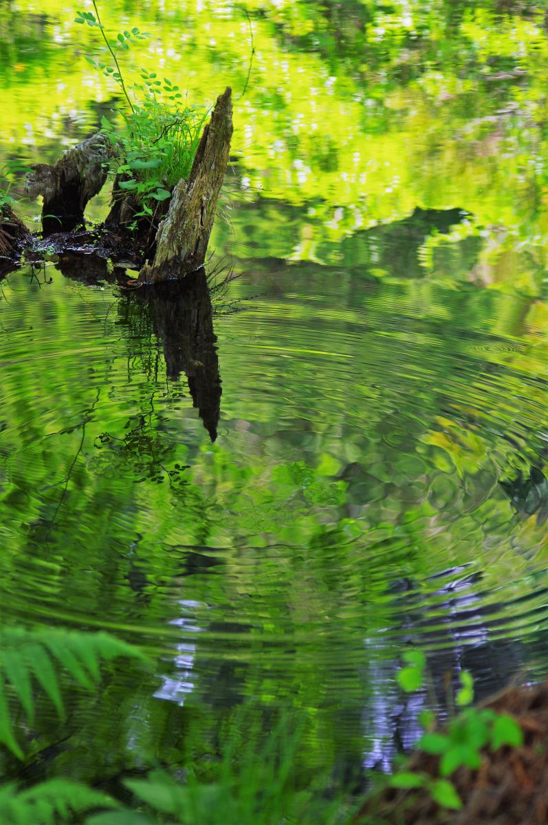 湧き水 自然 風景 湖沼 Ganref