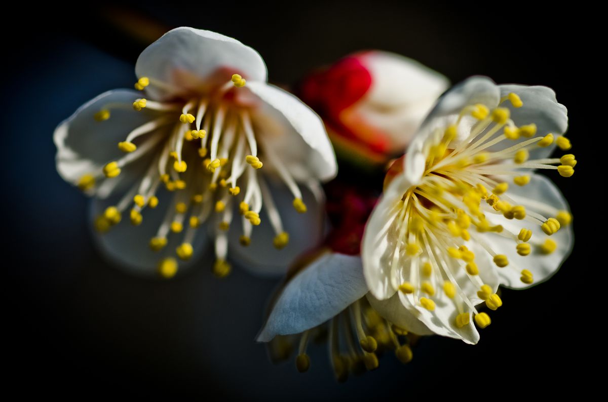 蘂花火 植物 花 花びら Ganref
