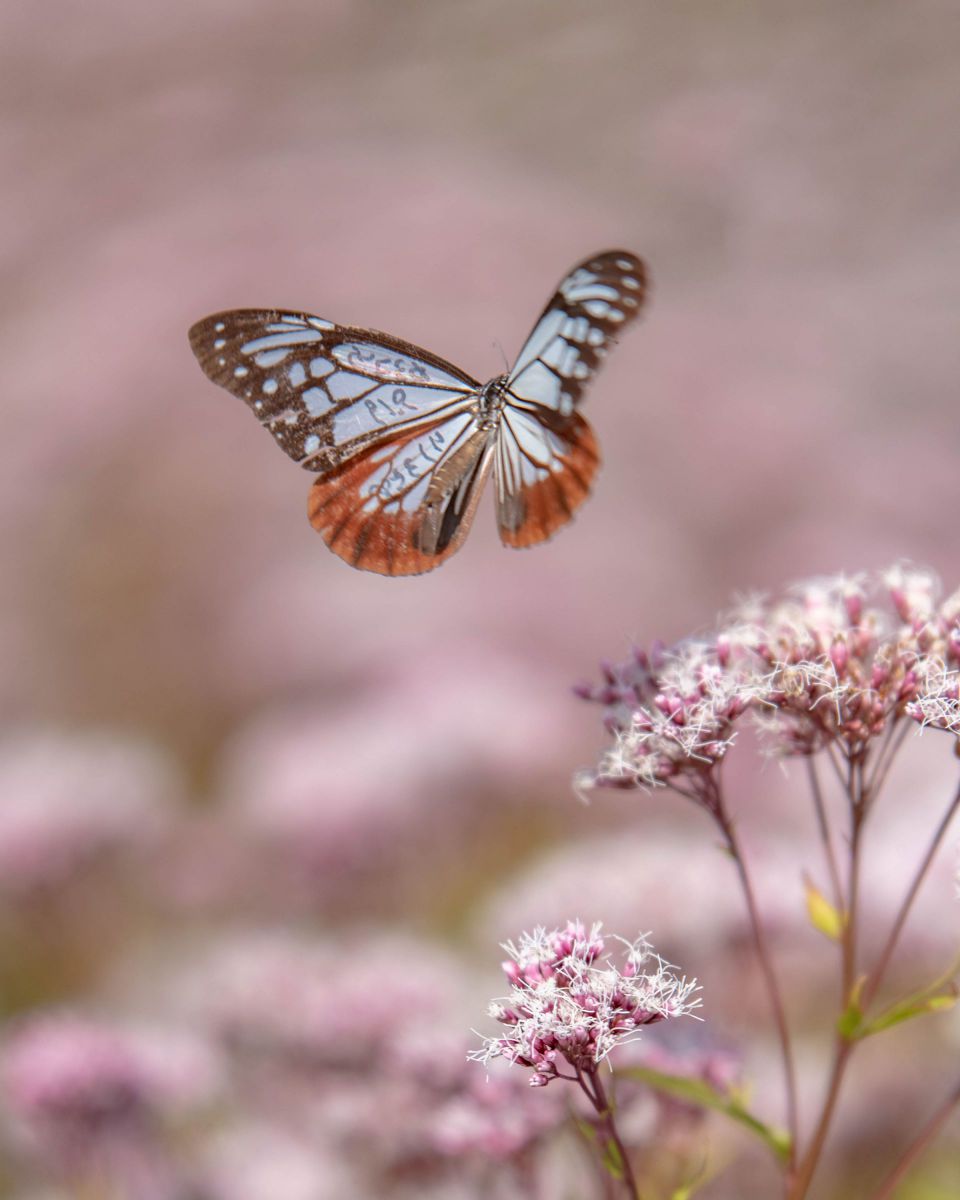Traveling Butterfly GANREF