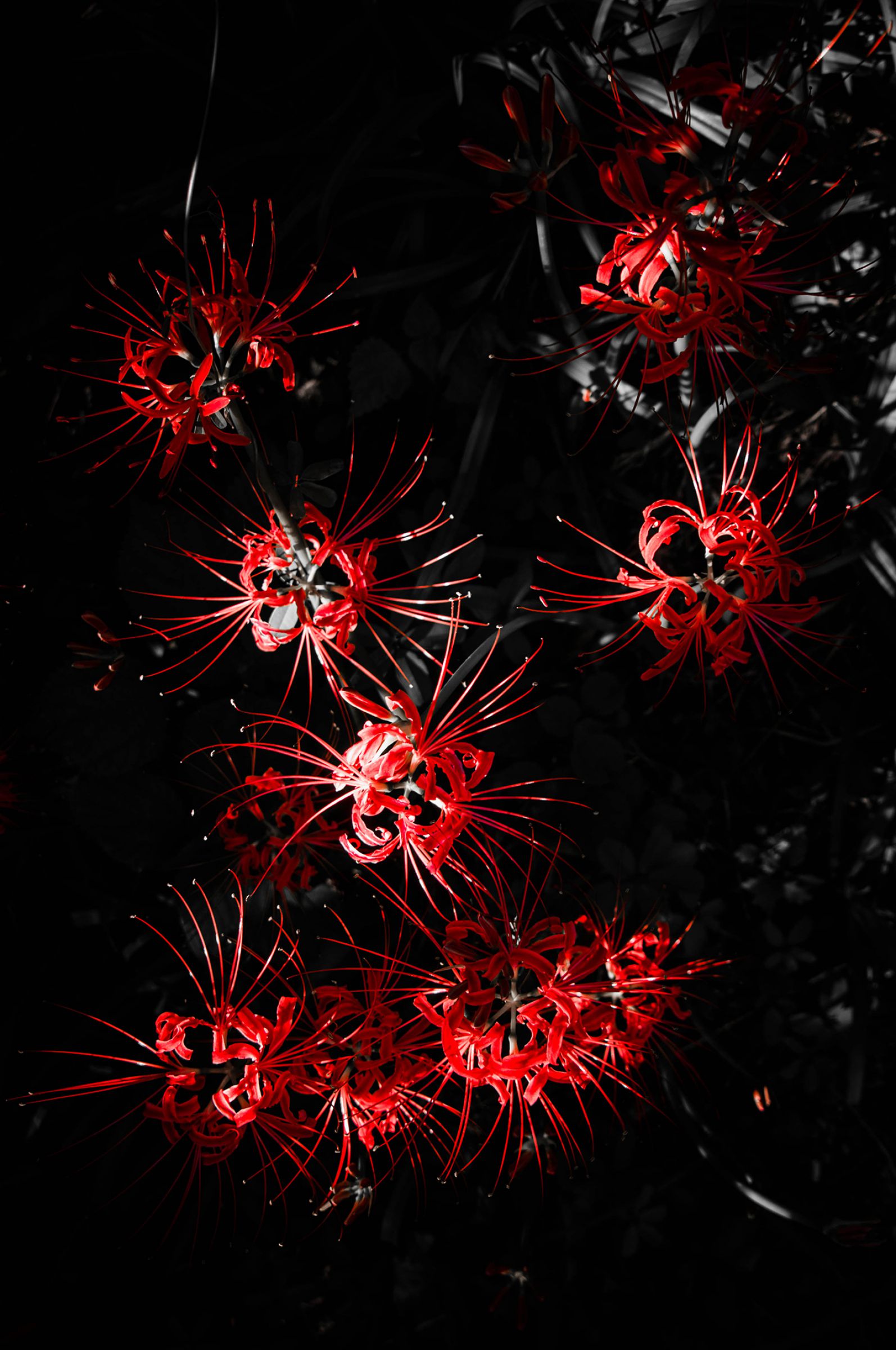 花火写真 23 10月4日は飛鳥III&花火の撮影チャンス！！🛳️🎆／ 神戸港