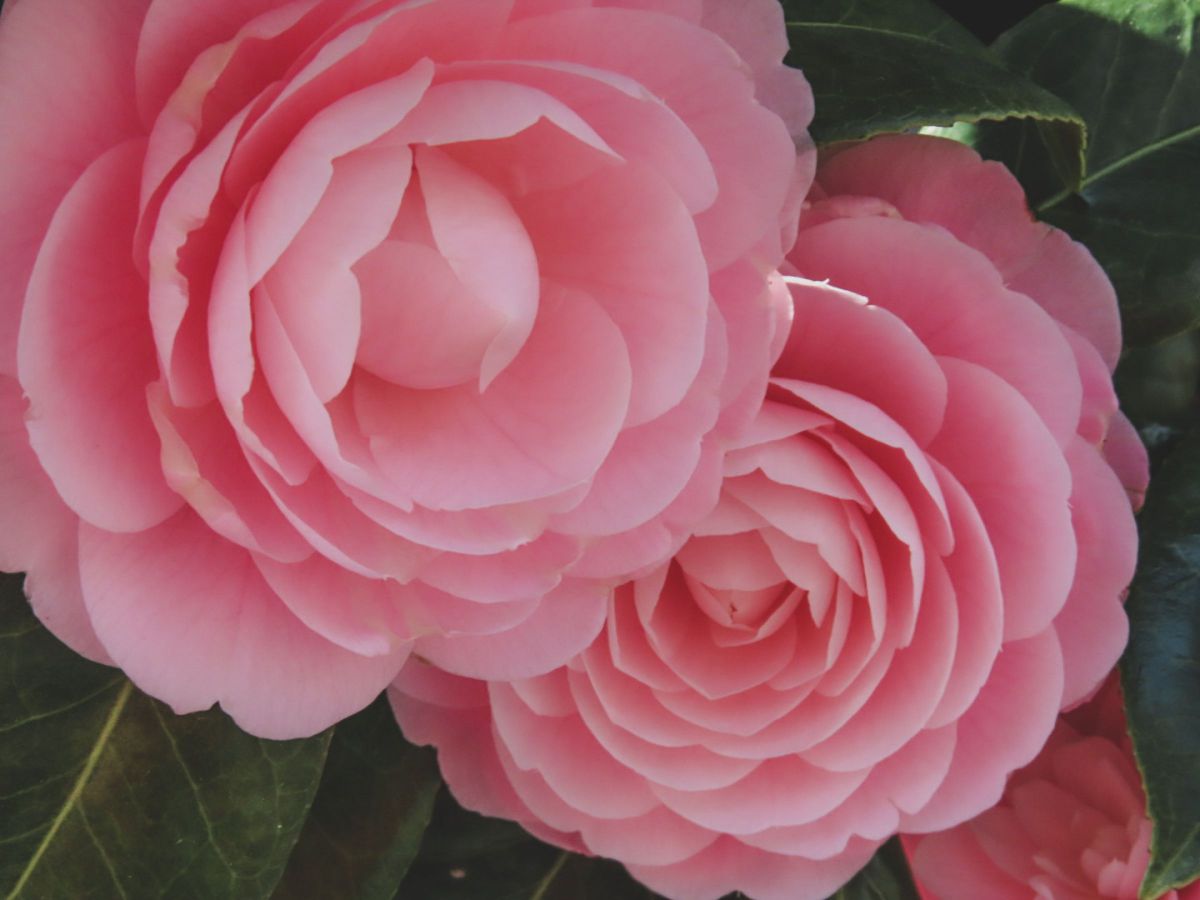 pink | GANREF