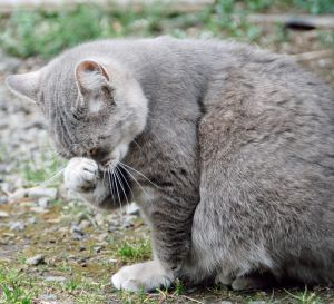泣いてるの 笑っているの 動物 猫 Ganref