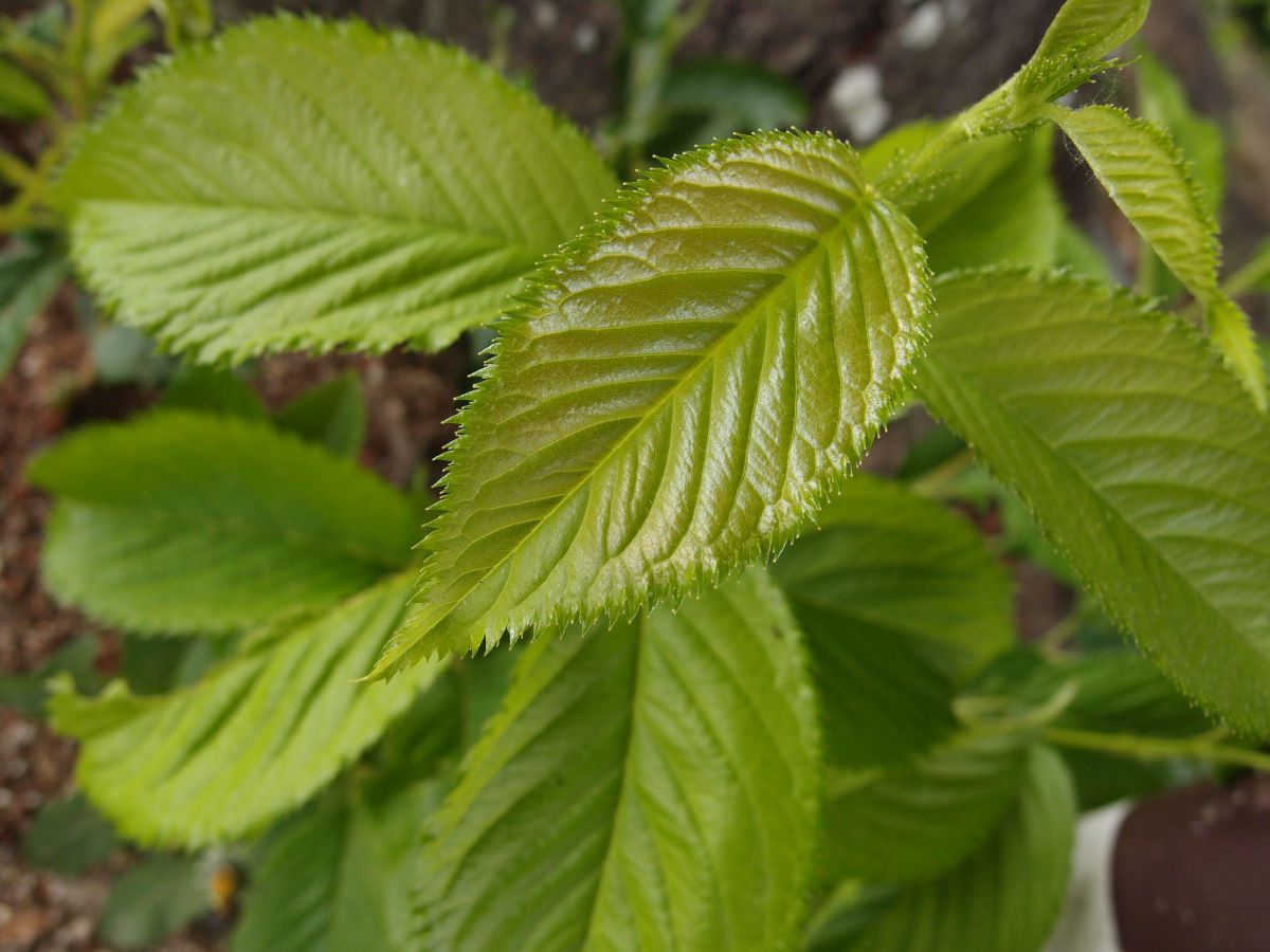 leaf green | GANREF