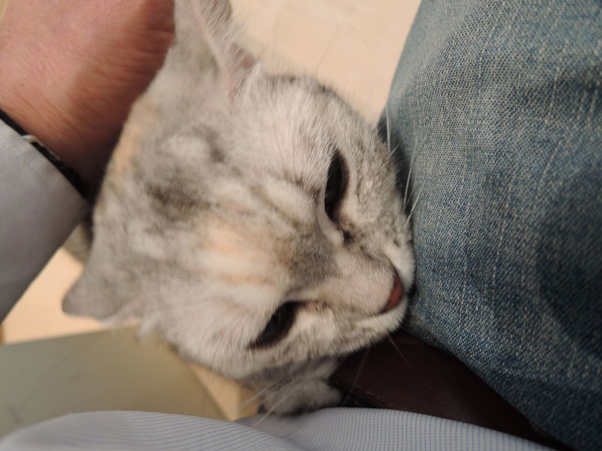 甘えるニャンコ 動物 猫 Ganref