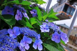 紫陽花の写真2025 | “お題”の写真をみんなで投稿しよう！ | GANREF