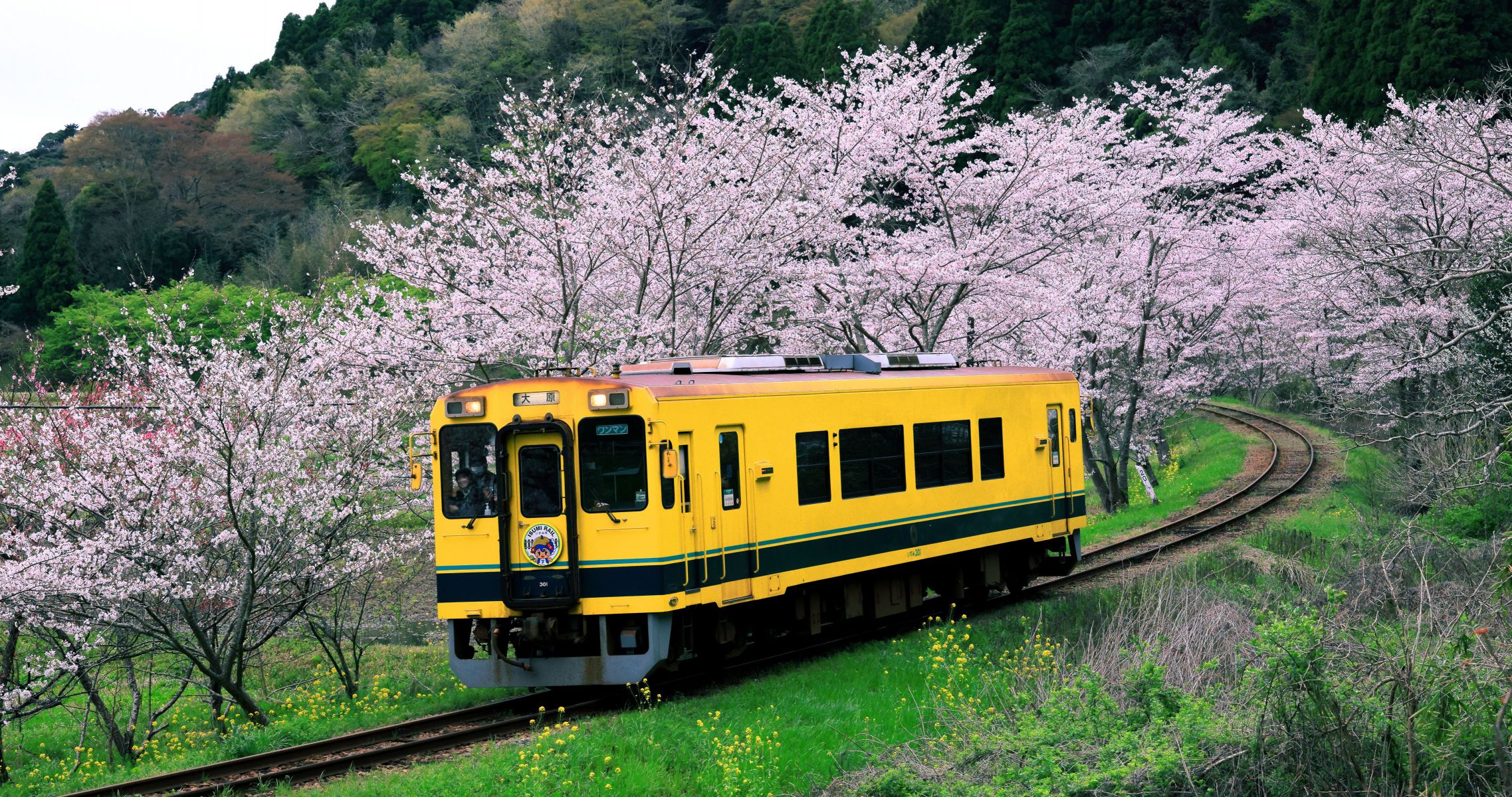 千葉県いすみ鉄道 レア 桜 春 写真 千葉県【いすみ鉄道】菜の花と桜の絶景鉄道を解説‼︎ - Tomo`s