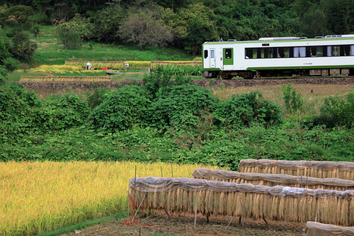 初秋の八高線 Ⅴ GANREF