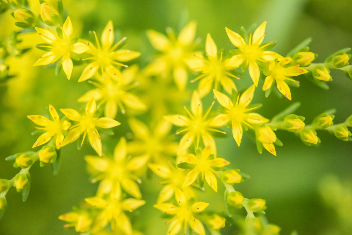 Cutie yellow | GANREF