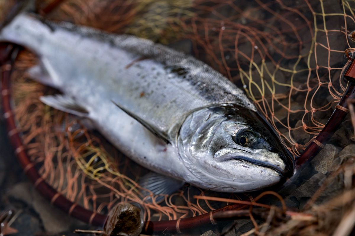 陸封のサツキマス 自然 風景 湖沼 Ganref