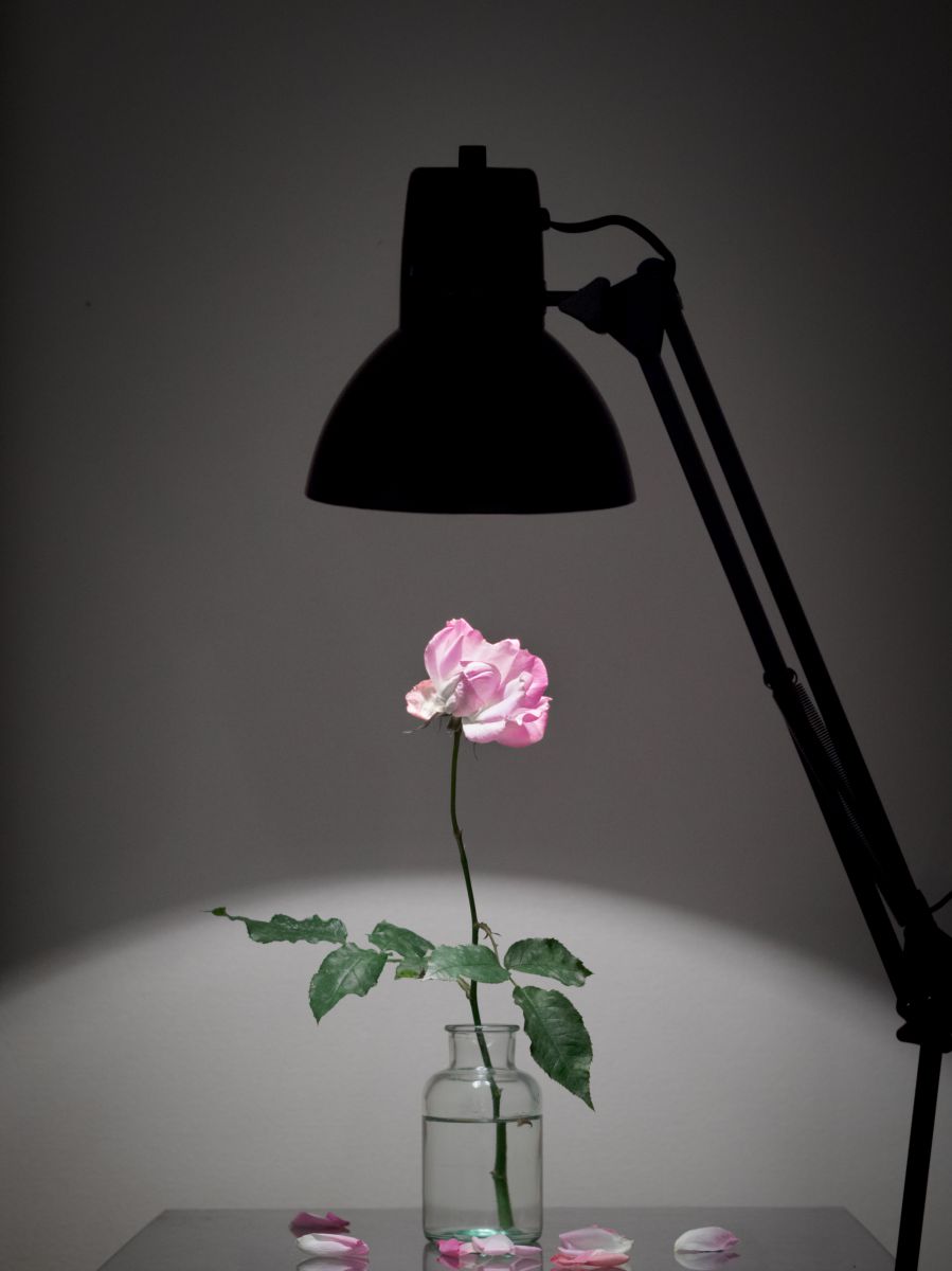 散る薔薇と色崩るる冬の花 植物 花 花びら Ganref