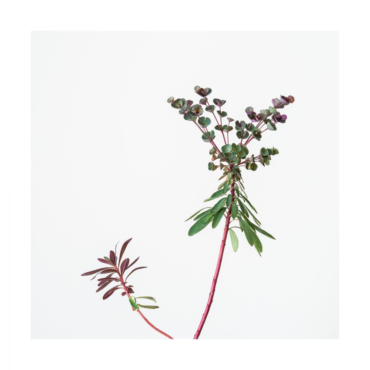 ユーフォルビア ブラックバード 植物 花 花びら Ganref