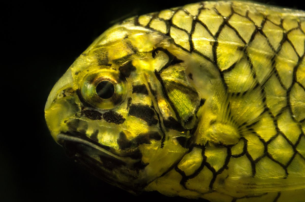 網模様 動物 魚類 Ganref