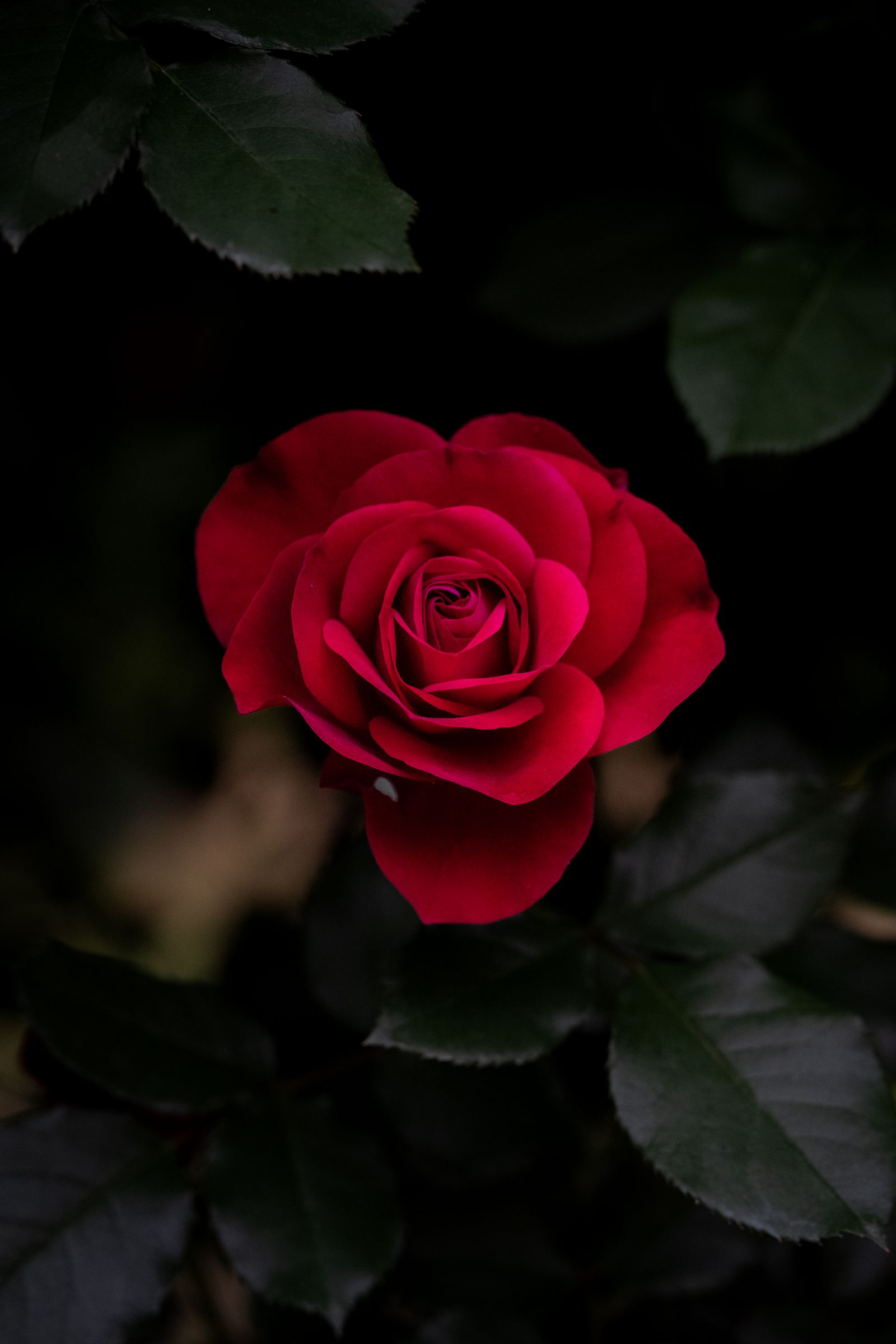 真紅の薔薇 | GANREF