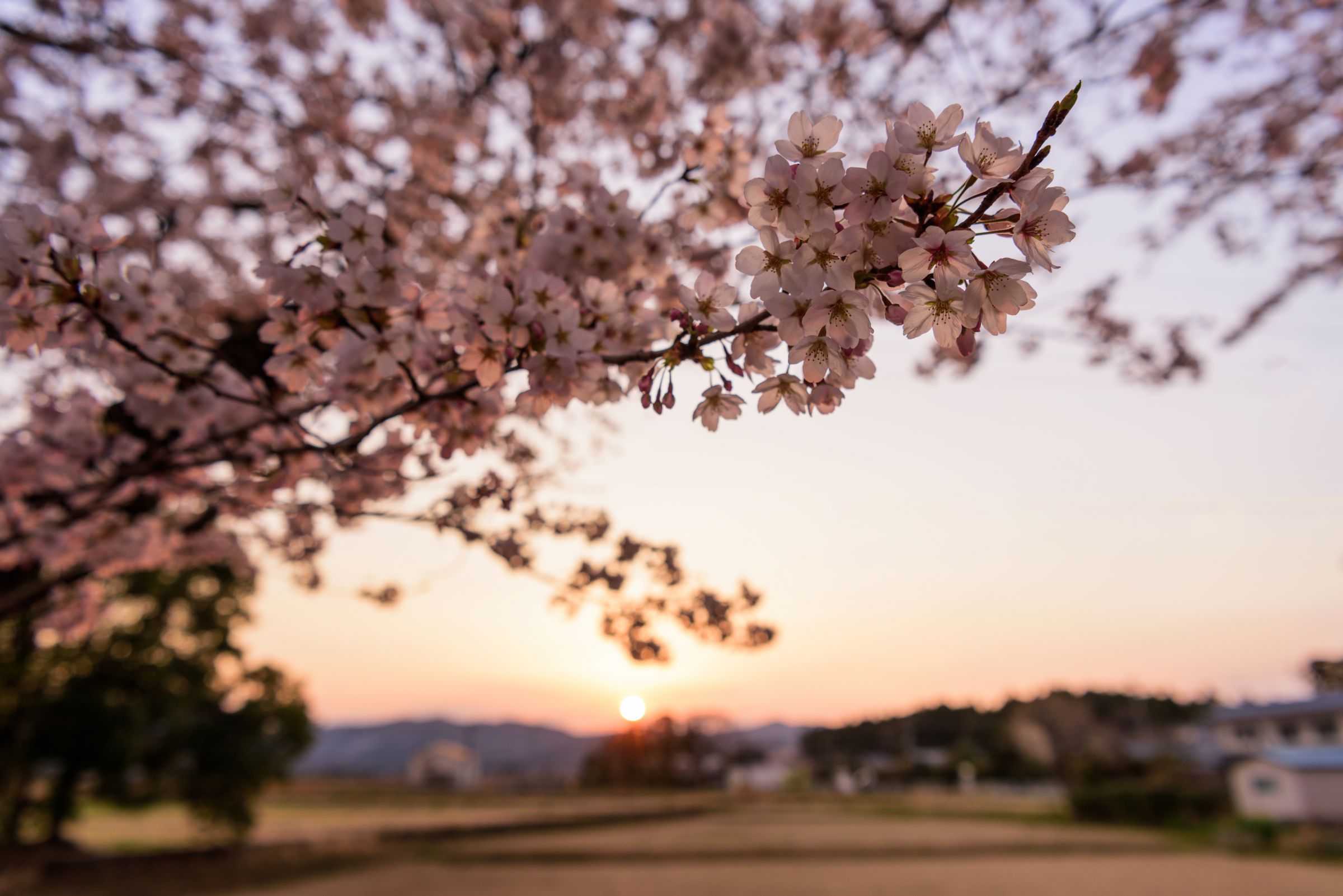 夕方桜 ⠀ ✄- - - - - - - - - - - ✄⠀ ⠀ 2025.3.23 ⠀ 淀水路の河津