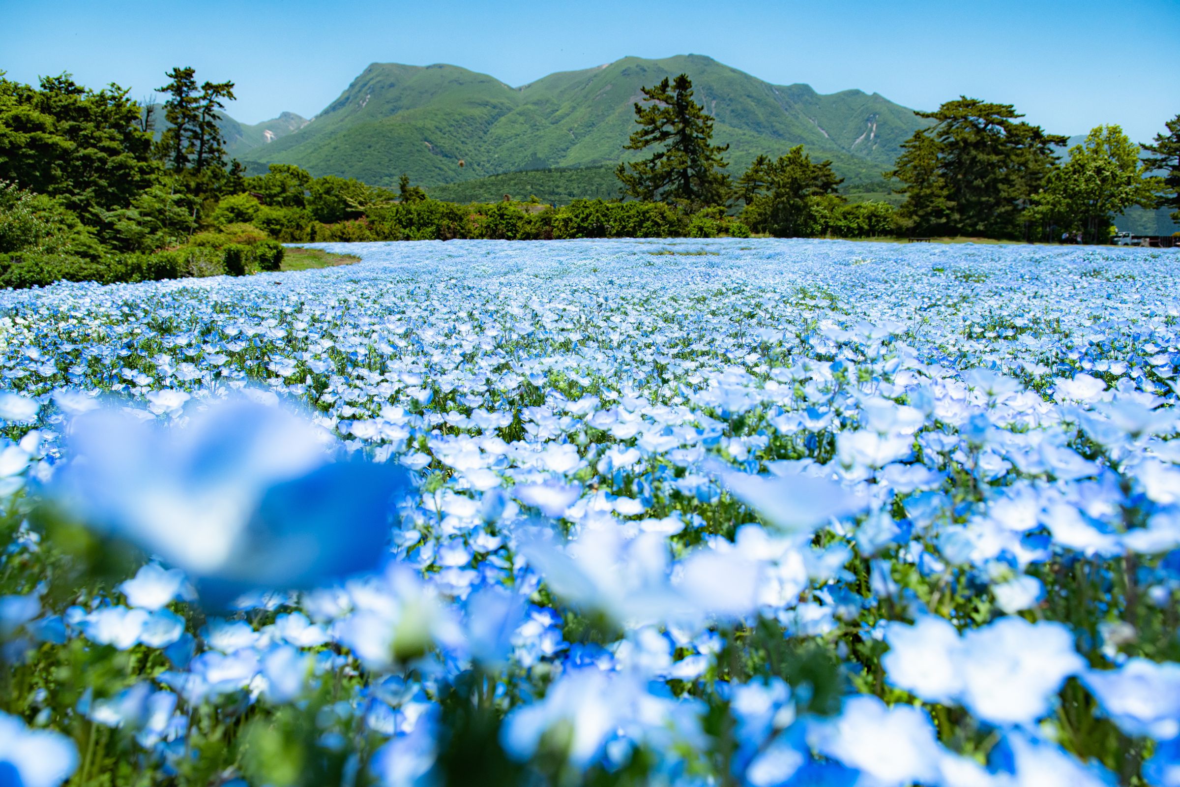 油絵 油彩 油彩画 絵画 絵【くじゅう花公園のネモフィラ畑】 油絵 油彩 油彩画 絵 絵画【くじゅう花公園のネモフィラ畑】 絵画 HR