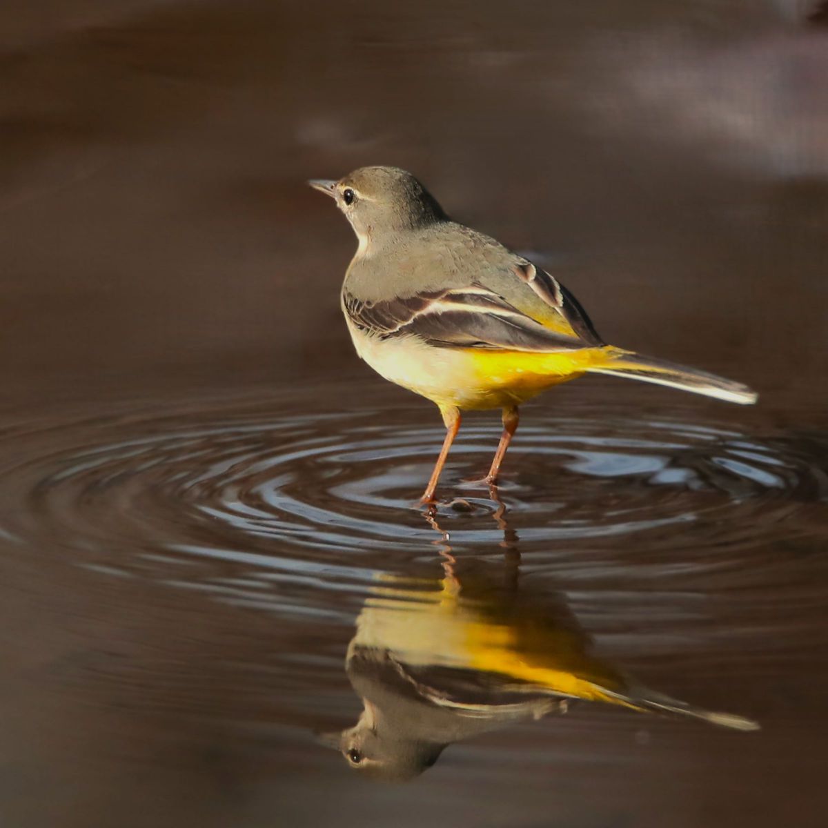 EF500mm F4L IS USMで撮影された写真 | 写真検索 | GANREF