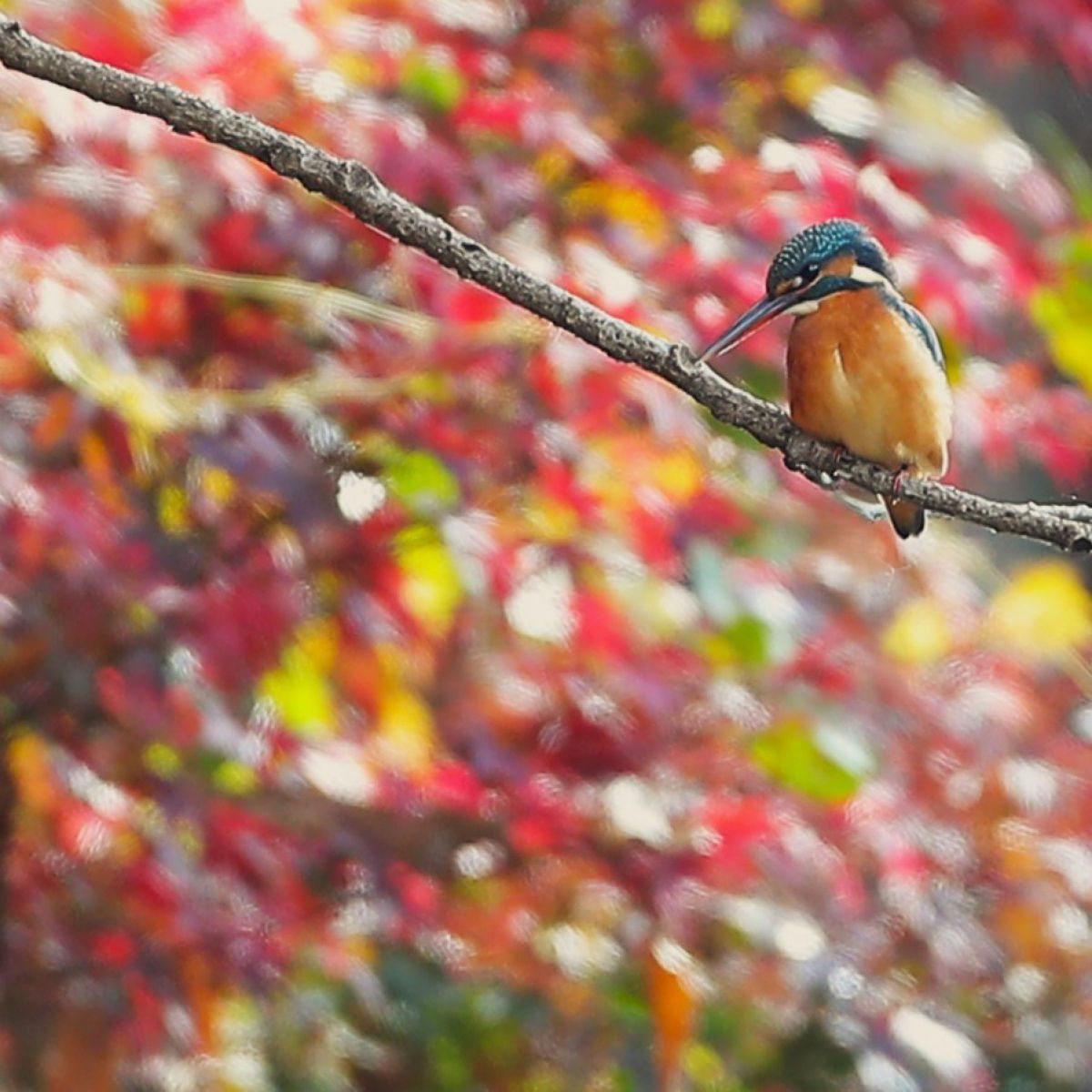 EF500mm F4L IS USMで撮影された写真 | 写真検索 | GANREF