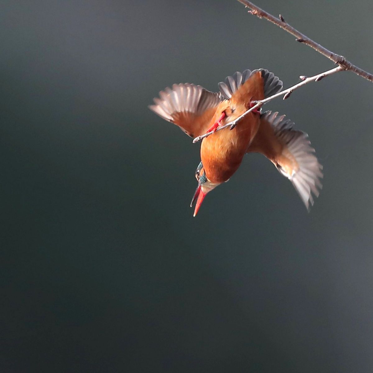野鳥撮影に！Canon EF500mm F4L IS USM EF500mm F4L IS USMで撮影された写真 | 写真検索 | GANREF