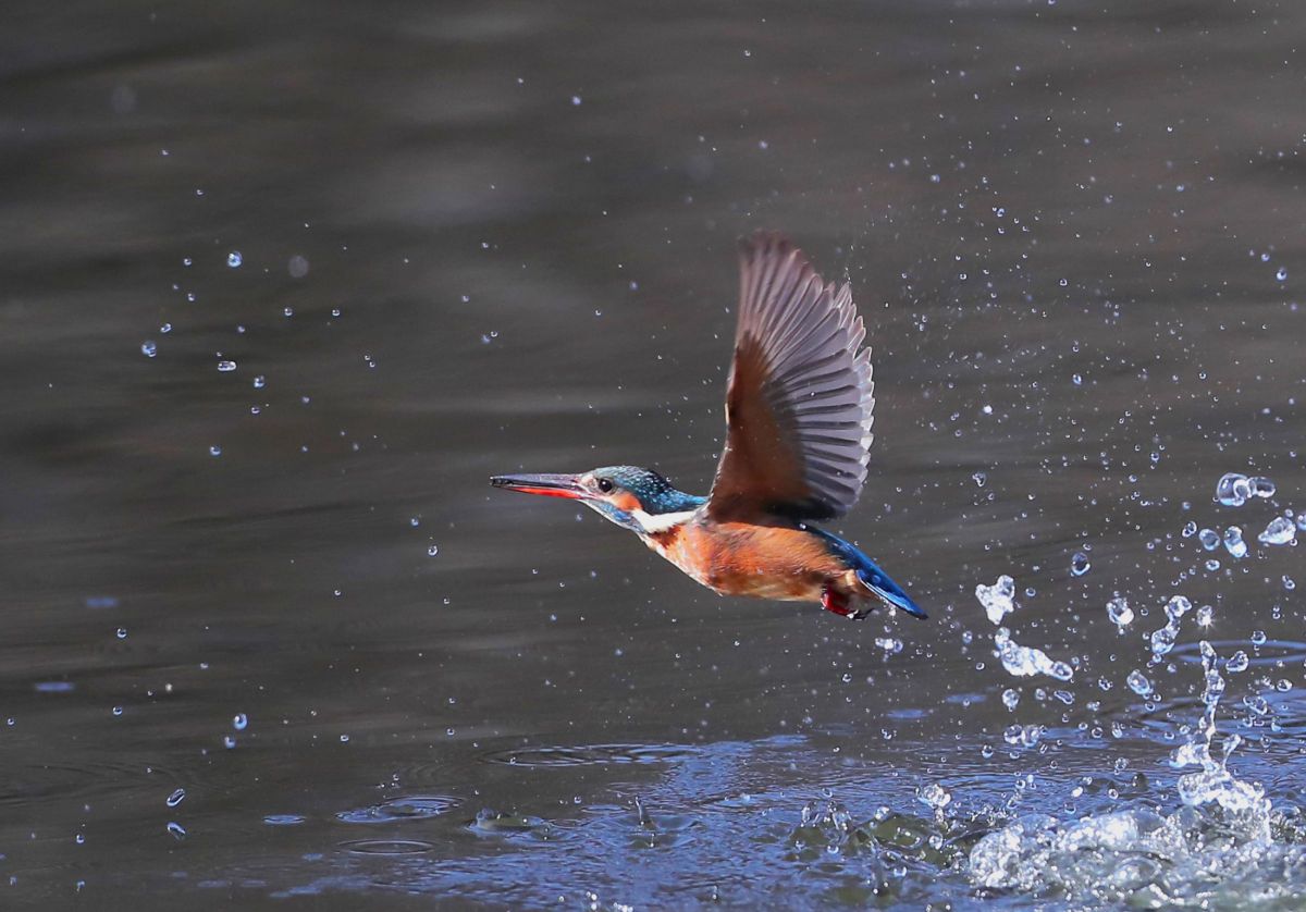 EF500mm F4L IS USMで撮影された写真 | 写真検索 | GANREF