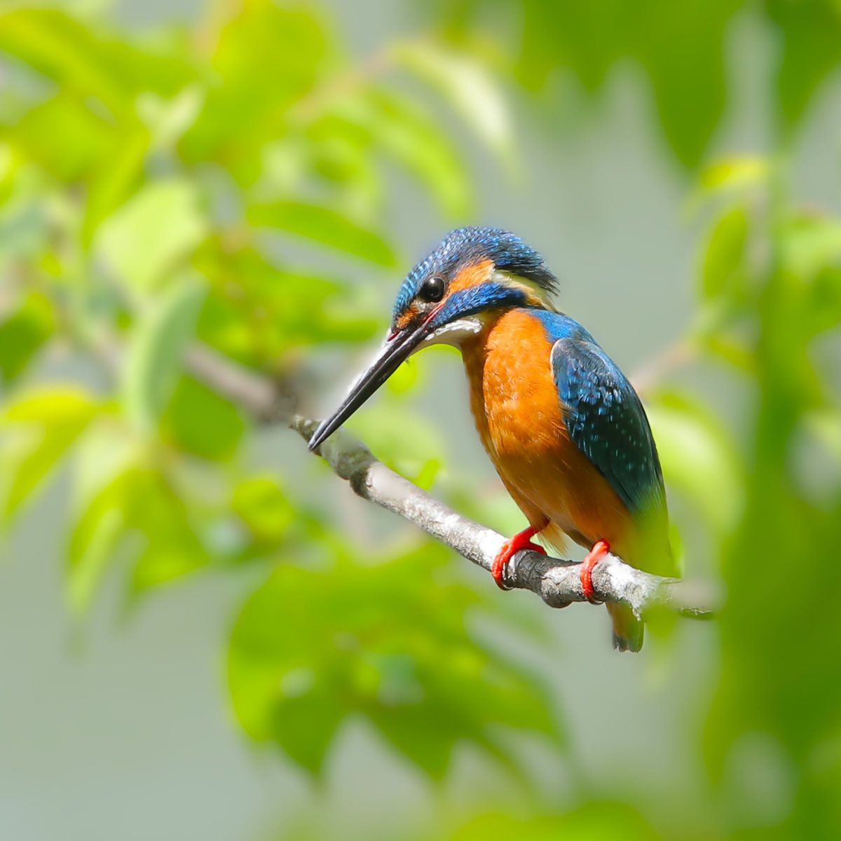 EF500mm F4L IS USMで撮影された写真 | 写真検索 | GANREF